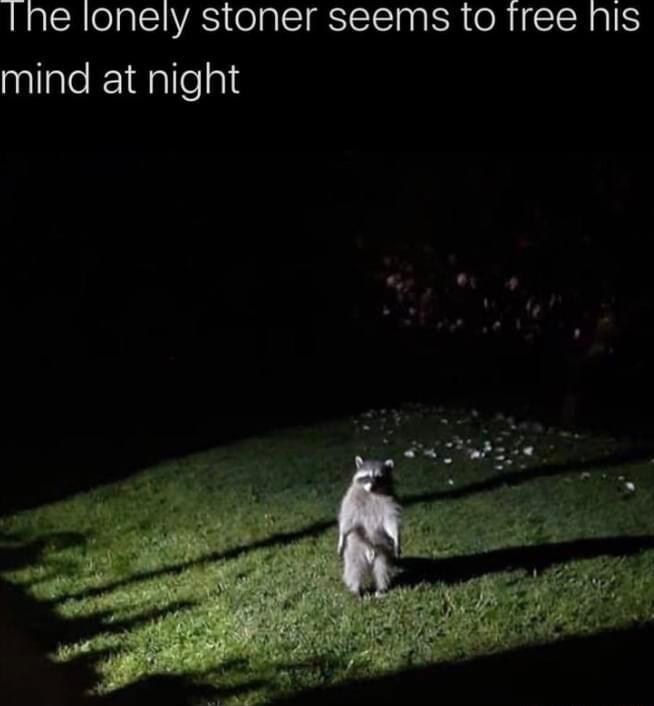 Ine lonely stoner seems to free nis mind at night