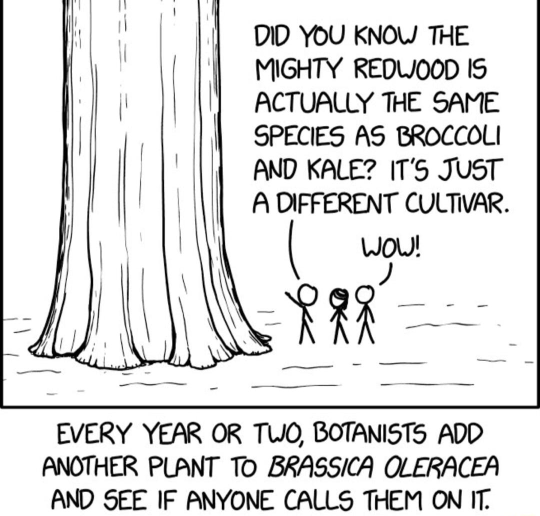 DID YOU KNOW THE MIGHTY REDUOOD 15 ACTUALLY THE SAME SPECES AS BROCCOLI AND KALE T JUST A DIFFERENT CULTVAR L wout J KR EVERY YEAR OR TWO BOTANISTS ADD ANOTHER PLANT TO BRASSICA OLERACEA AND SEE IF ANYONE CALLS THEM ON IT