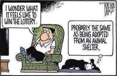 I wonder what it feels like to win the lottery. Probably the same as being adopted from an animal shelter.