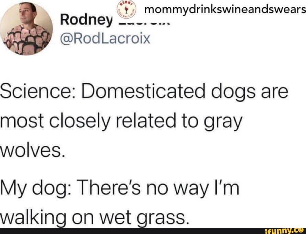 mommydrinkswineandswears Rodney Rod Lacr0 Science Domesticated dogs are most closely related to gray wolves My dog Theres no way Im walking on wet grass