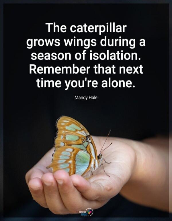 The caterpillar grows wings during a season of isolation. Remember that next time you're alone. Mandy Hale