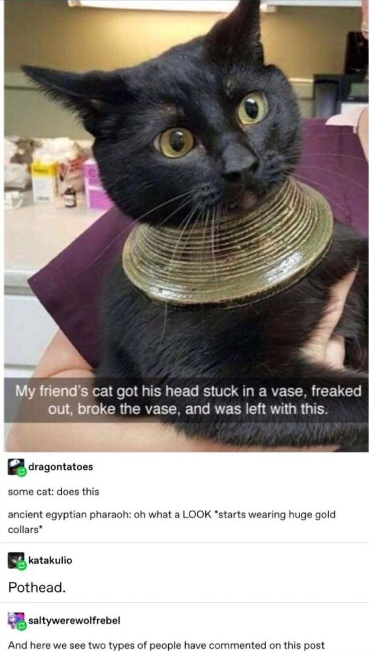 My friends cat got his head stuck i a vase freaked U8 CTCRGEREEERER CRVERREL SV LR G T B rgontatoss some cat does this ancient egyptian pharaoh oh what a LOOK starts wearing huge gold collars B atsio Pothead 3B saitywerewolfrebel And hers we 808 two tynes of peoole have commented on this post