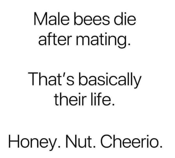 Male bees die after mating Thats basically their life Honey Nut Cheerio