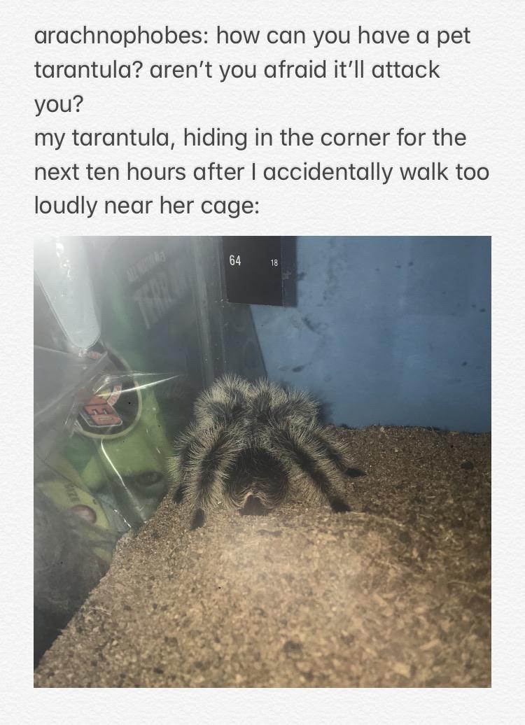 arachnophobes how can you have a pet tarantula arent you afraid itll attack you my tarantula hiding in the corner for the next ten hours after accidentally walk too loudly near her cage