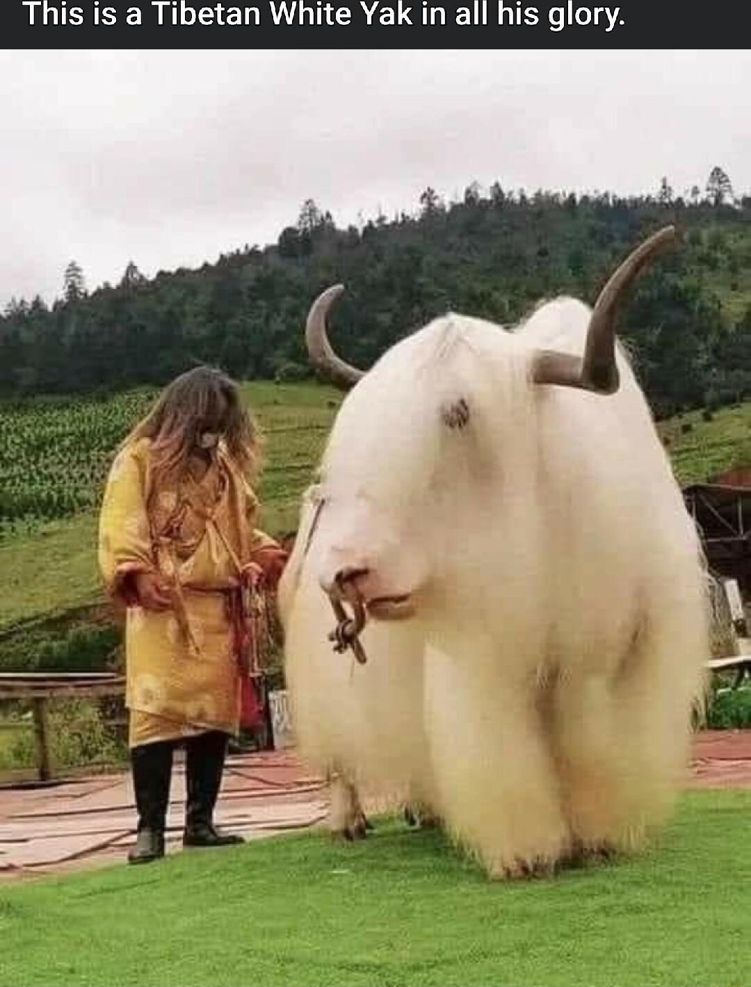 BLUSESERIDEERRVUNCR EL RN o5A