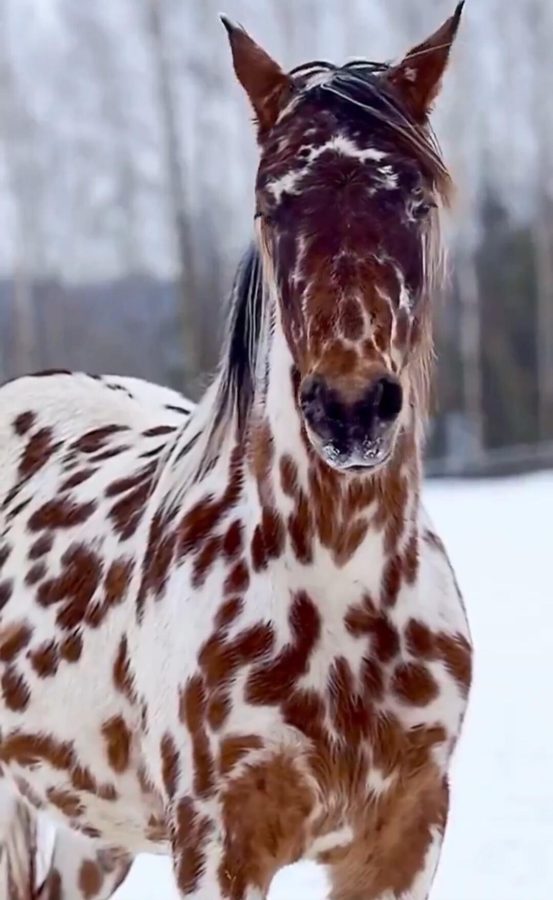 A horse with a spotted coat (paint/pinto horse) photographed in a snowy setting.